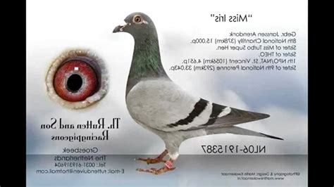 In addition to our ELITE pigeons, we house more. . Janssen pigeon for sale